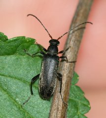 Grammoptera abdominalis