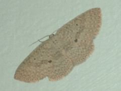 Poecilasthena anthodes