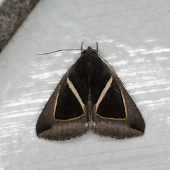 Chalciope