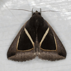 Chalciope