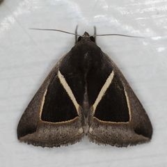 Chalciope