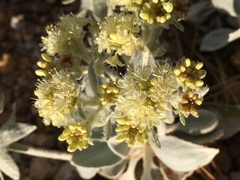 Eriogonum robustum