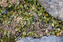 Gaultheria humifusa