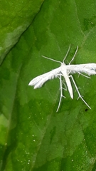 Pterophorus