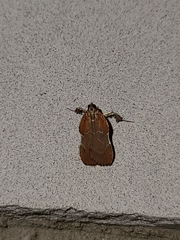 Galasa nigrinodis