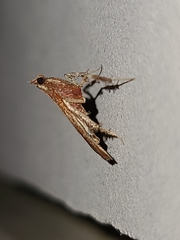 Galasa nigrinodis