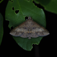 Hypospila bolinoides