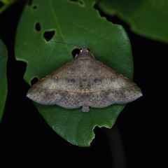 Hypospila bolinoides
