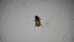 Cyclocephala melanocephala