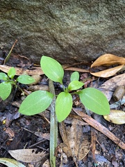 Alstroemeria psittacina