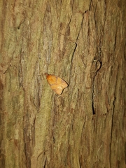 Cenopis reticulatana