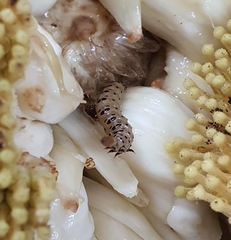Lepidoptera