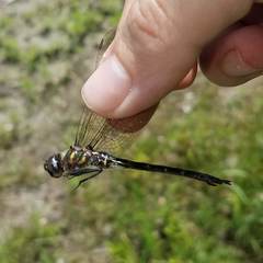 Somatochlora forcipata