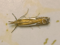 Crambus bidens