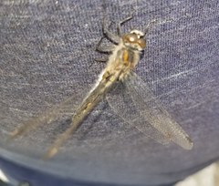 Leucorrhinia frigida