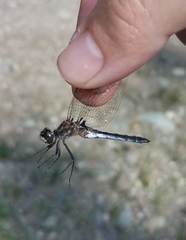 Leucorrhinia frigida
