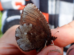 Erebia discoidalis