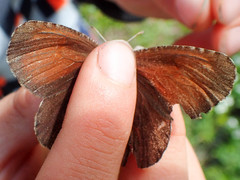 Erebia discoidalis