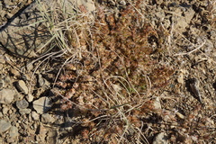 Cardionema ramosissimum