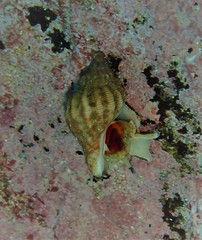 Agnewia tritoniformis