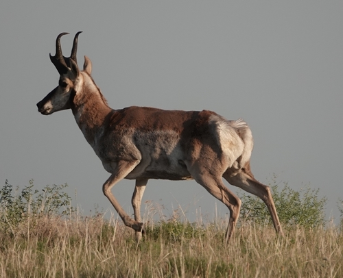 Pronghorn photographed in Nebraska
