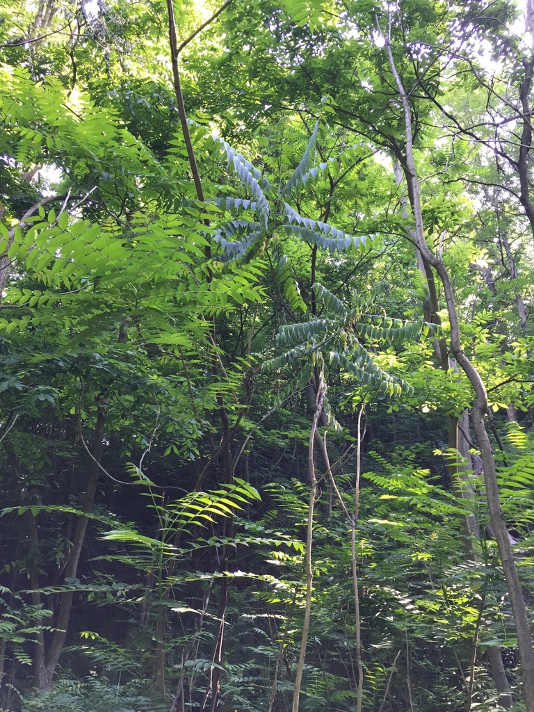 Verticillium