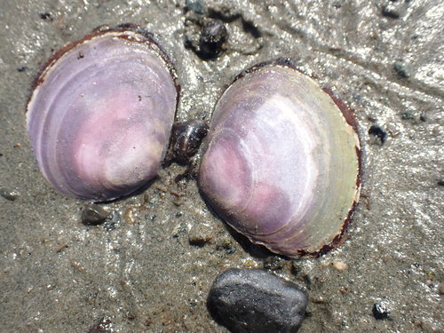 Purple Mahogany Clam