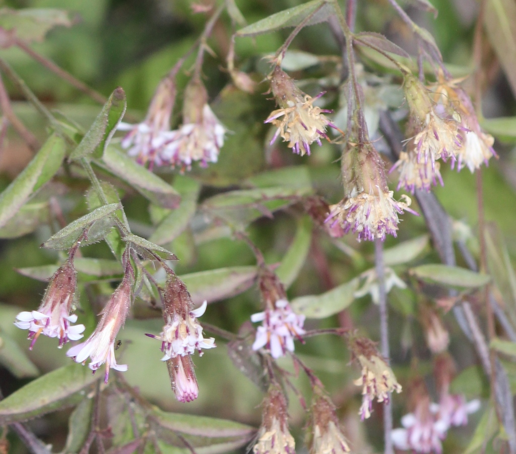 Acourtia oxylepis