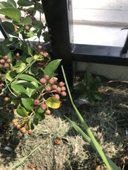 Pycnanthemum