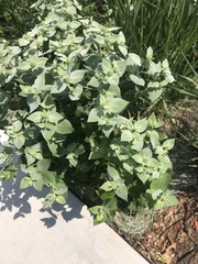 Pycnanthemum
