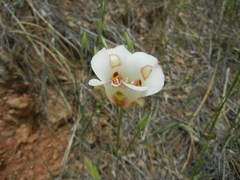 Calochortus venustus