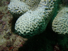 Holopsamma laminaefavosa
