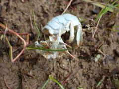 Pacifastacus leniusculus