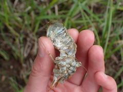 Pacifastacus leniusculus