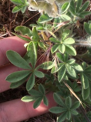 Lupinus malacophyllus