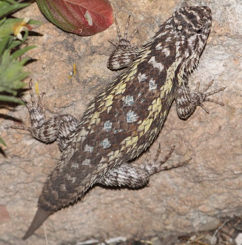 Eastern Spiny Lizard