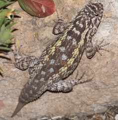 Eastern Spiny Lizard photo 4