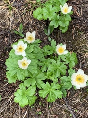 Trollius laxus