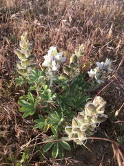 Lupinus malacophyllus