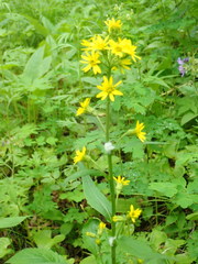 Solidago cuprea