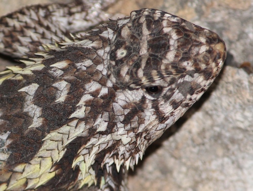 Eastern Spiny Lizard