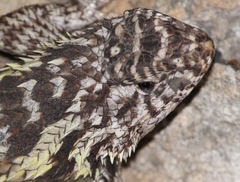 Eastern Spiny Lizard photo 3