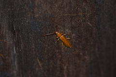 Smodicum cucujiforme