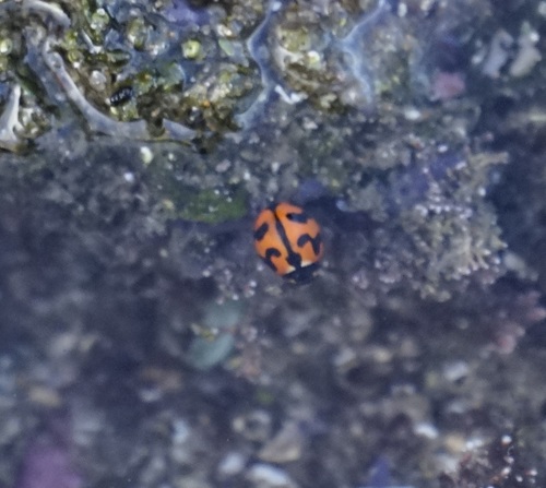 Photo of Small Transverse Ladybird Beetle (Coccinella transversalis)
