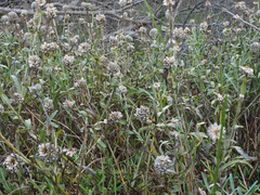 Calocephalus lacteus