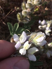 Lupinus malacophyllus