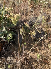 Bromus briziformis