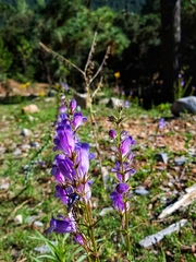 Penstemon campanulatus