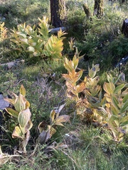 Veratrum californicum