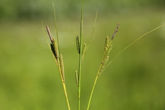 Carex kelloggii